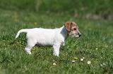 JACK RUSSEL 102